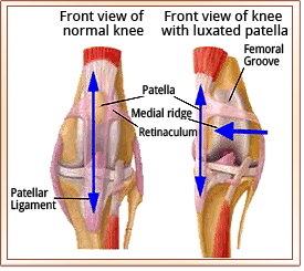 luxating patella in dogs patellar luxation metropolitan veterinary associates luxating patella in dogs patellar luxation metropolitan veterinary associates